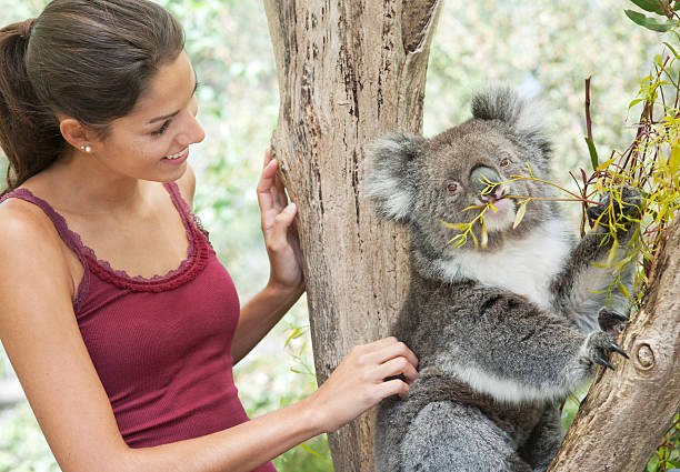 istock Girl with Koala in wildlife (XXXL) 155351233