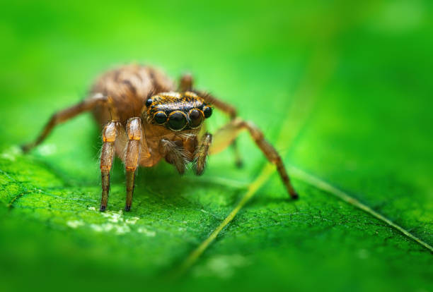 istock Macro close up of jumping spider on a green leaf 1553513039