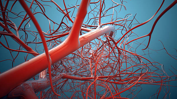 Vascular System, Veins Vascular bifurcations background. Shallow depth of field 3d render. vascular bundle stock pictures, royalty-free photos & images