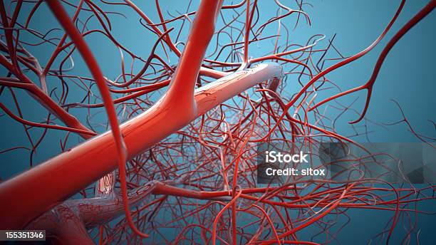 Сосудистой Системы Вен — стоковые фотографии и другие картинки Кровь - Кровь, Наука, Образ жизни