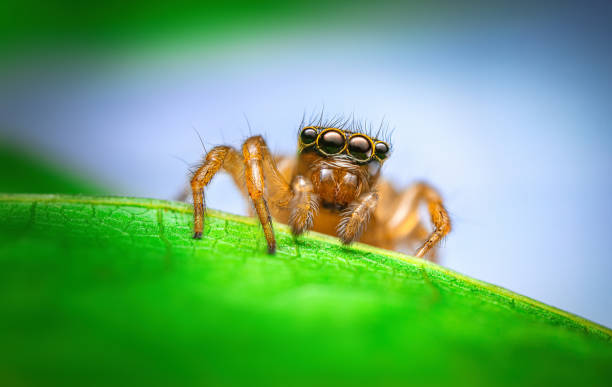 istock Macro close up of jumping spider on a green leaf 1553514149