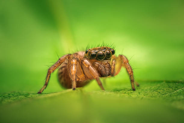 istock Jumping spider macro closeup on a green leaf 1553514156