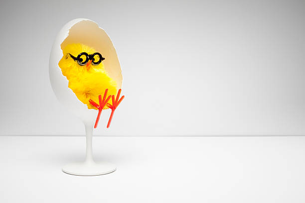 pollo rilassante in una sedia a uovo di pasqua divertente nerd umorismo - funny eggs foto e immagini stock