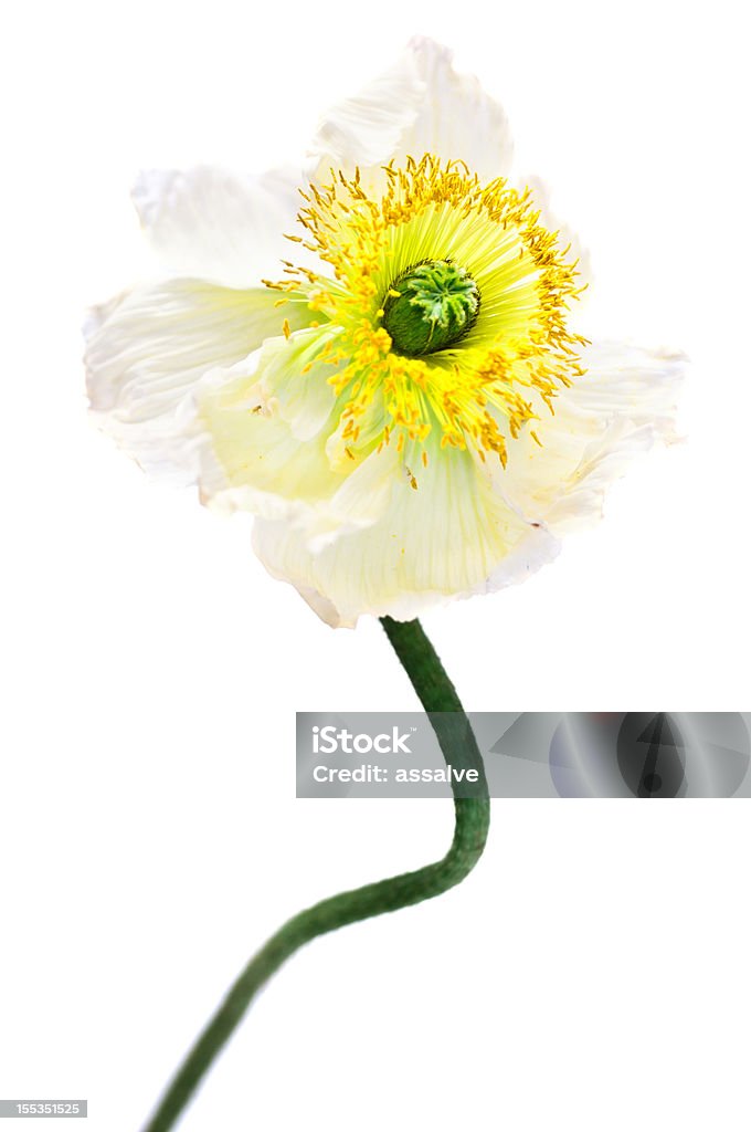 Hanfblume белый цветок мака - Стоковые фото Без людей роялти-фри