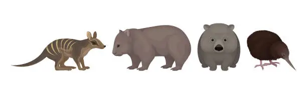 Vector illustration of Different Australian Animals with Wombat, Bandicoot and Echidna Vector Set