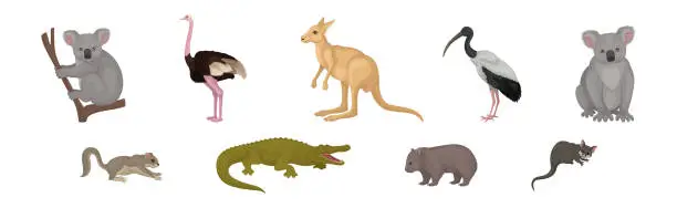 Vector illustration of Different Australian Animals with Kangaroo, Ostrich, Ibis and Koala Vector Set