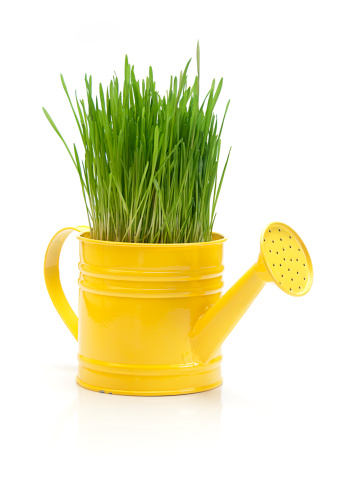 Wheat grass growing in a watering can isolated on white.