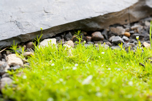 green sprout from gravel ground
