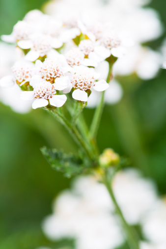 This fragrant wildflower is known for its feathery, fern-like foliage and flattened flower clusters. Easy to grow from seed and the deer resistant, White Yarrow is very drought tolerant once established. Note: White Yarrow spreads via rhizomes so give it plenty of room!