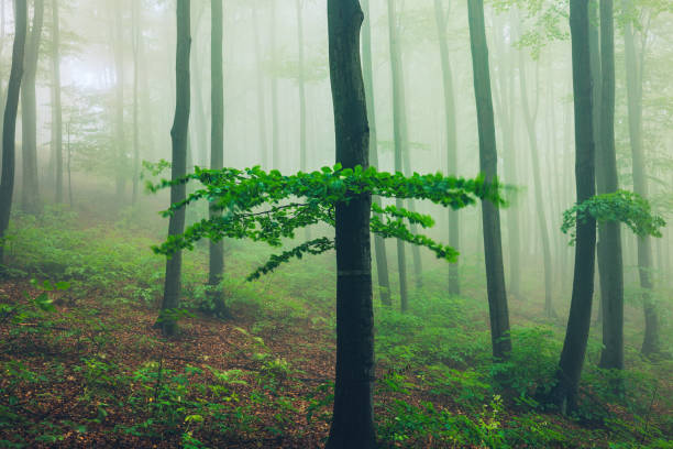 Beautiful nature at morning in the misty spring forest with sunshine