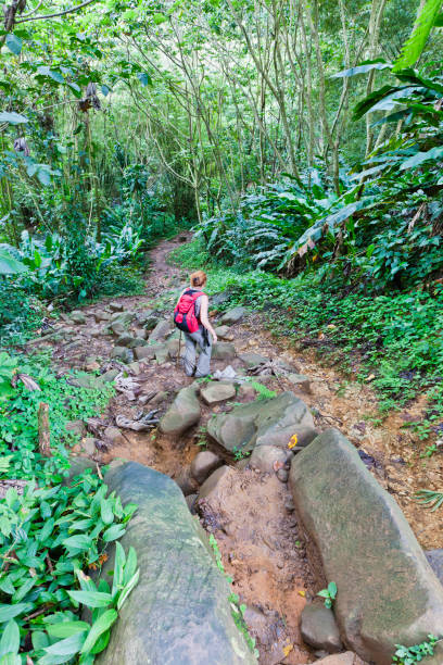 istock Footpath in Grand Etang National Park, Grenada 155351980