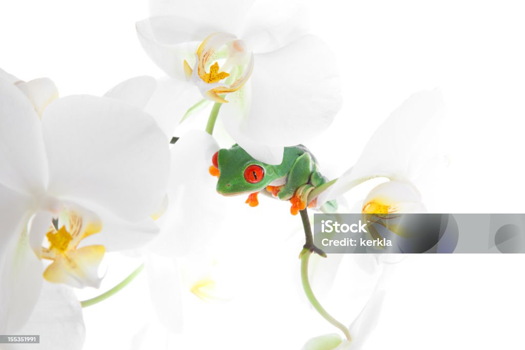Frog on white orchid  Anthropomorphic Stock Photo