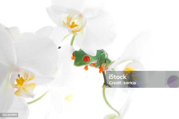 Frog On White Orchid Stock Photo - Download Image Now - Anthropomorphic, Beauty In Nature, Color Image