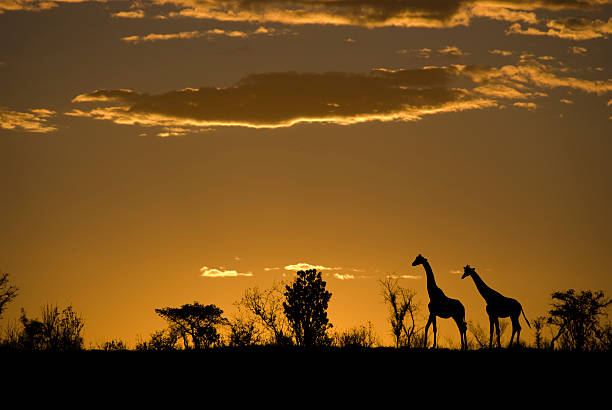 silueta de dos jirafas al atardecer africano un - nocturnal animal fotografías e imágenes de stock