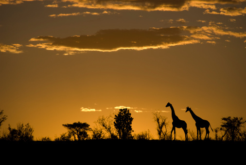 Two giraffes in silhouette and some bushes  on the horizon against a red and orange sunset in Africa. 