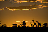 Silhouette of two giraffes at an african sunset