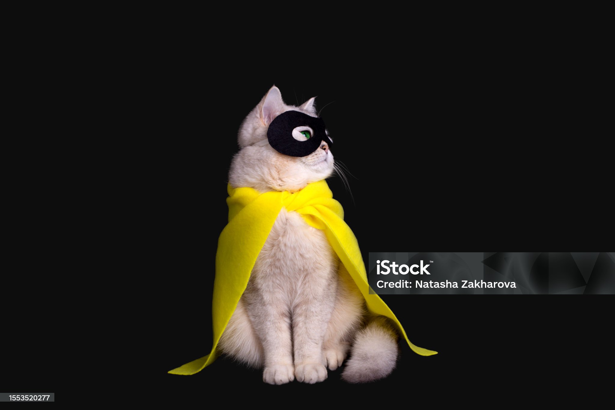 white-cat-in-a-black-mask-and-yellow-cape-sits-on-black-background-looking-away.jpg