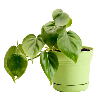 A philodendron house plant in a green plastic pot.