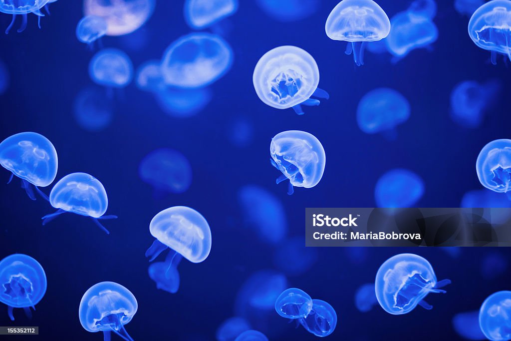 jellyfishes - Zbiór zdjęć royalty-free (Meduza - Parzydełkowce)