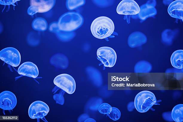 Jellyfishes - zdjęcia stockowe i więcej obrazów Meduza - Parzydełkowce - Meduza - Parzydełkowce, Abstrakcja, Egzotyka