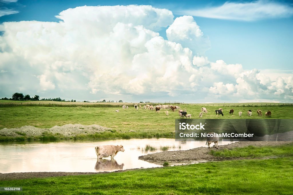As vacas pastando no Céu Tempestuoso - Foto de stock de Cúmulo-nimbo royalty-free