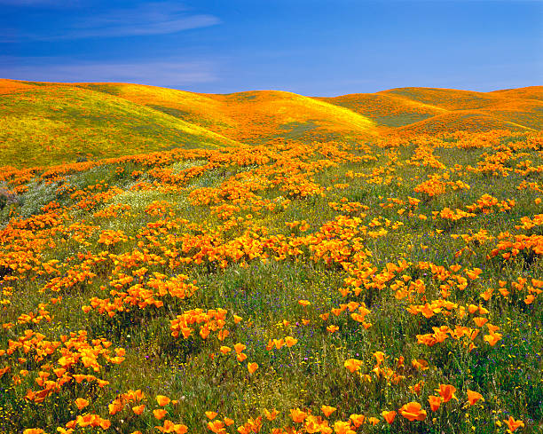 california golden poppies - poppy field flower california golden poppy foto e immagini stock