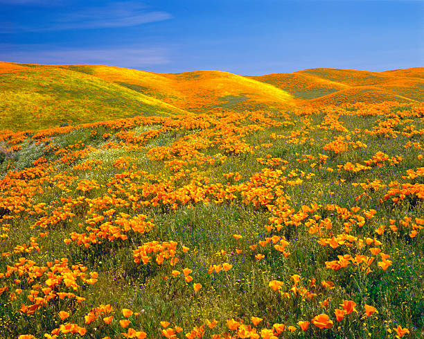 california golden makowate - poppy field flower california golden poppy zdjęcia i obrazy z banku zdjęć