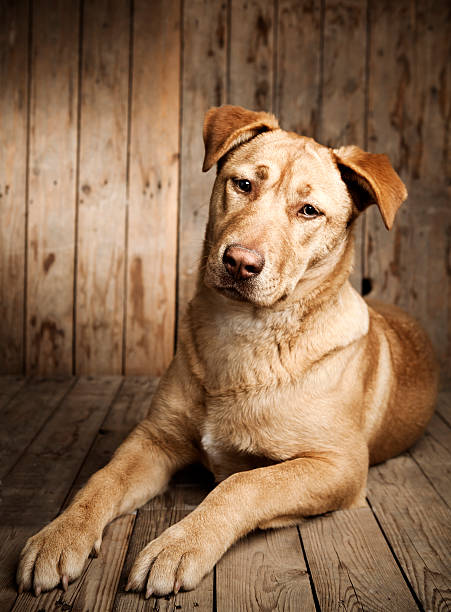 Close up of brown labrador