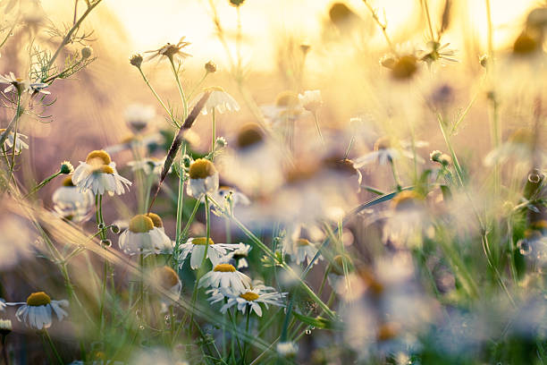 estate fiori di camomilla sul campo di orzo - chamomile flower field chamomile plant foto e immagini stock