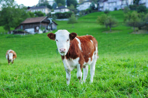 A little milk cow is relaxing and eating grass on the Swiss farm