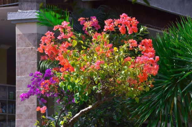 Orange-purple Color Of Bougainvillea Ornamental Flower Plants In A Hospital Garden