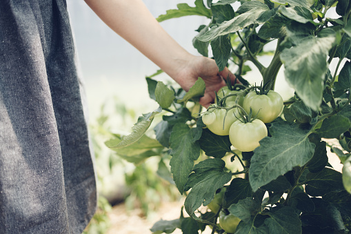 Farmer woman hand touch organic tomato vegetables and plants in a greenhouse. Ripe tomatoes in a garden.