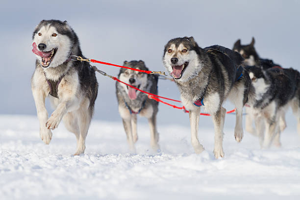 Group of sled dogs running through lonely winter landscape. Shallow DOF with selective focus on leading dog on the left. Dogs with little motion blur.