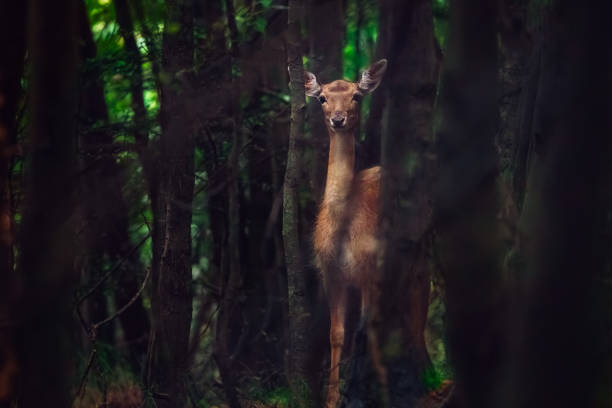 Little deer, young roe deer, hind in a mystic forest