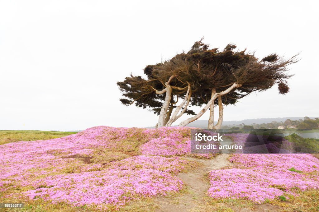 cypres árvore e flores silvestres na primavera em Monterey, Califórnia - Foto de stock de Califórnia royalty-free