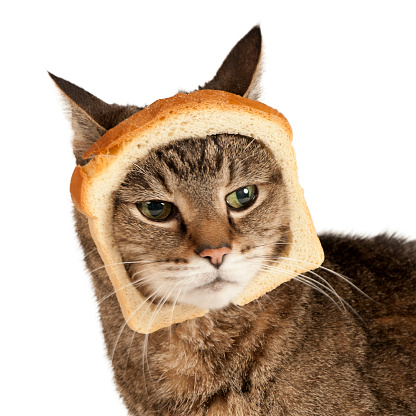 This tabby is subjected to the latest internet meme, cat breading.
