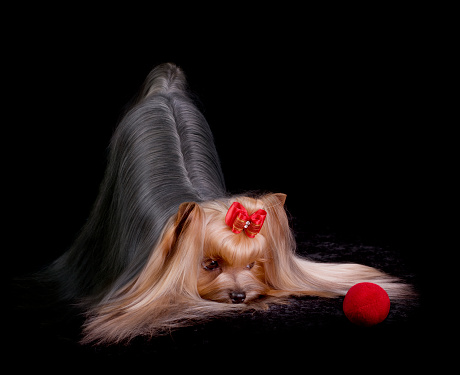 Yorkshire Terrier playing with a ball.