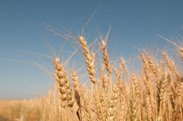 istock Stalks of ripe grain in fielsd 155353267