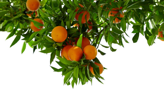 Orange Tree