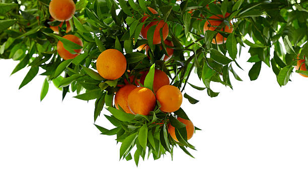 Orange Tree Orange Tree orange tree photos stock pictures, royalty-free photos & images