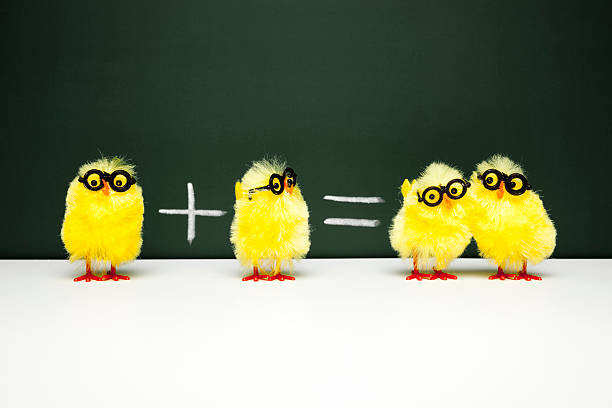 lezione di matematica-ebete pulcino di pasqua divertente con pollo humor matematica - simplicity mathematics mathematical symbol blackboard foto e immagini stock