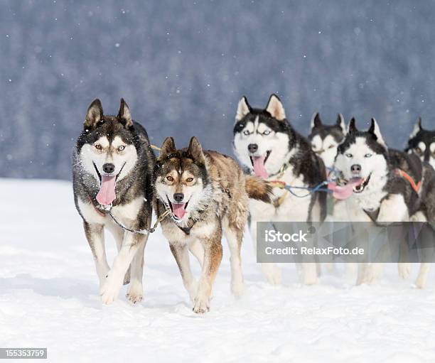 Gruppo Di Husky Slitta Con Cani In Esecuzione Nella Neve Xxl - Fotografie stock e altre immagini di Gruppo di animali