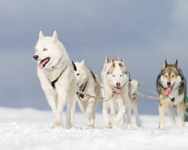 gruppe von husky schlitten hunde gehen im schnee (xxl - snow dog walking running stock-fotos und bilder