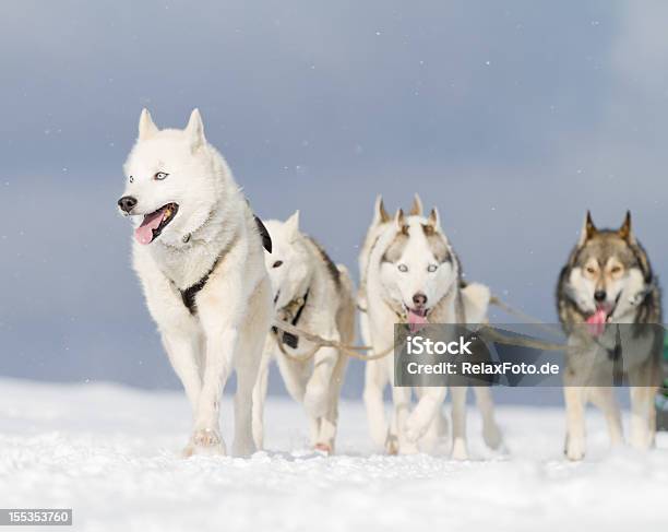 Gruppe Von Husky Schlitten Hunde Gehen Im Schnee Xxl Stockfoto und mehr Bilder von Laufdisziplin