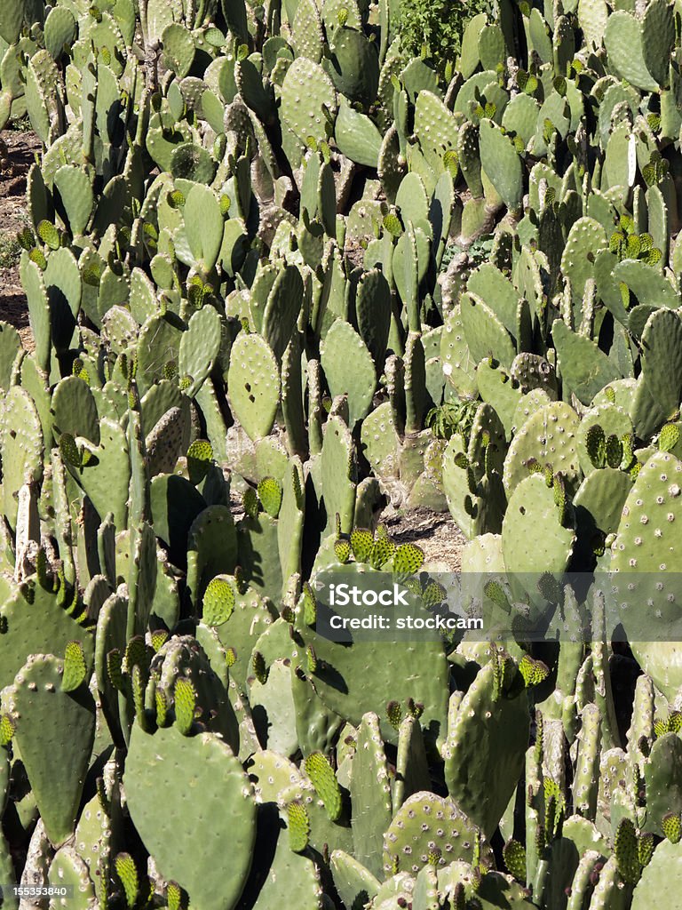 Cactus campo - Foto stock royalty-free di Cactus