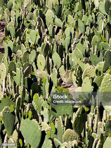 Cactus Campo - Fotografie stock e altre immagini di Cactus - Cactus, Campo, Messico