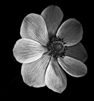 Monochrome anemone poppy isolated against a black background.