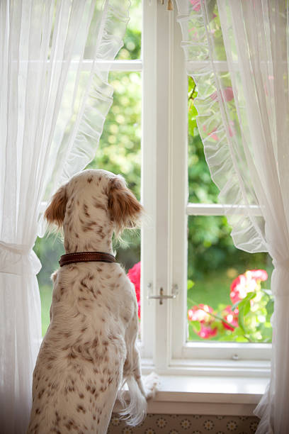 istock English Setter  looking out of a window, Norway 155354015