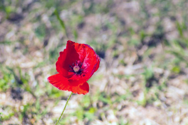 A close-up view of a Poppy flower