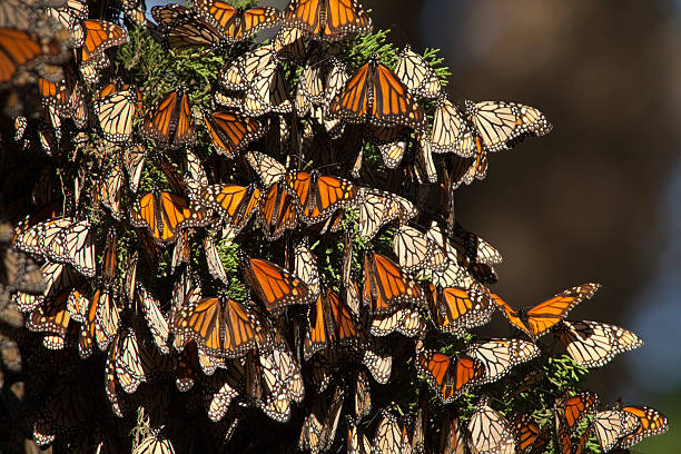 Migrating Monarch butterflies in Monterey Bay California horizontal Like leaves on a tree, in a Monterey Bay forest of Pacific Grove, thousands of migrating monarch butterflies cluster together on a cedar tree for rest during colder temperatures. Deforestation, insecticides and development threaten future migrations as yearly butterfly numbers have been drastically reduced. pacific grove stock pictures, royalty-free photos & images